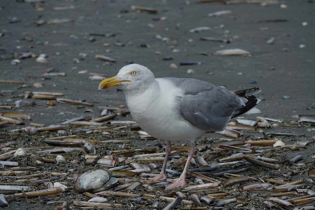 A herring gull on the vast beach of Le Touquet, to the south.