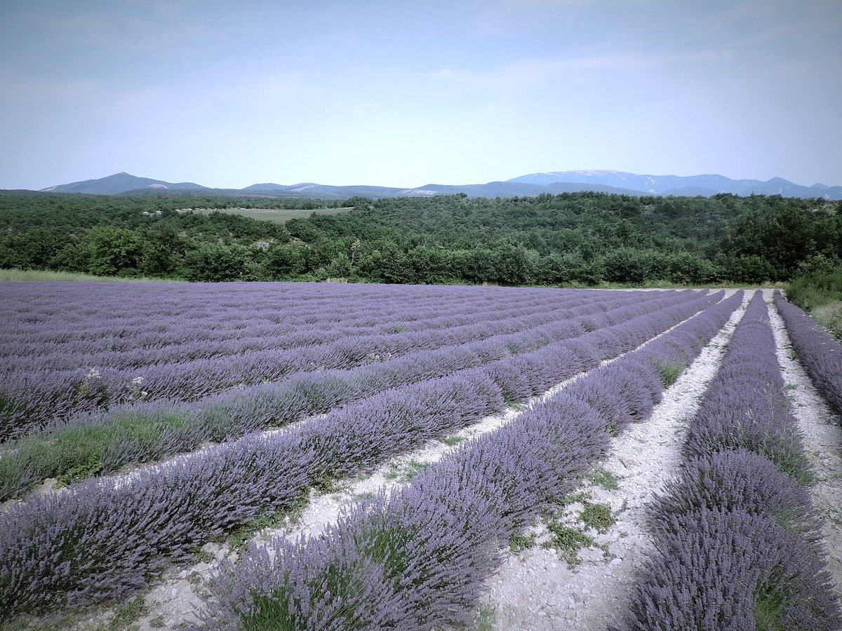 Provence in bloom, just inland.