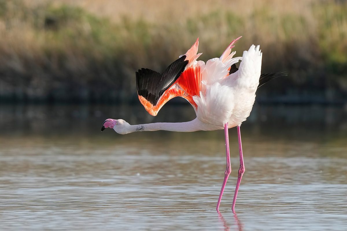 Flamingos of the Camargue.