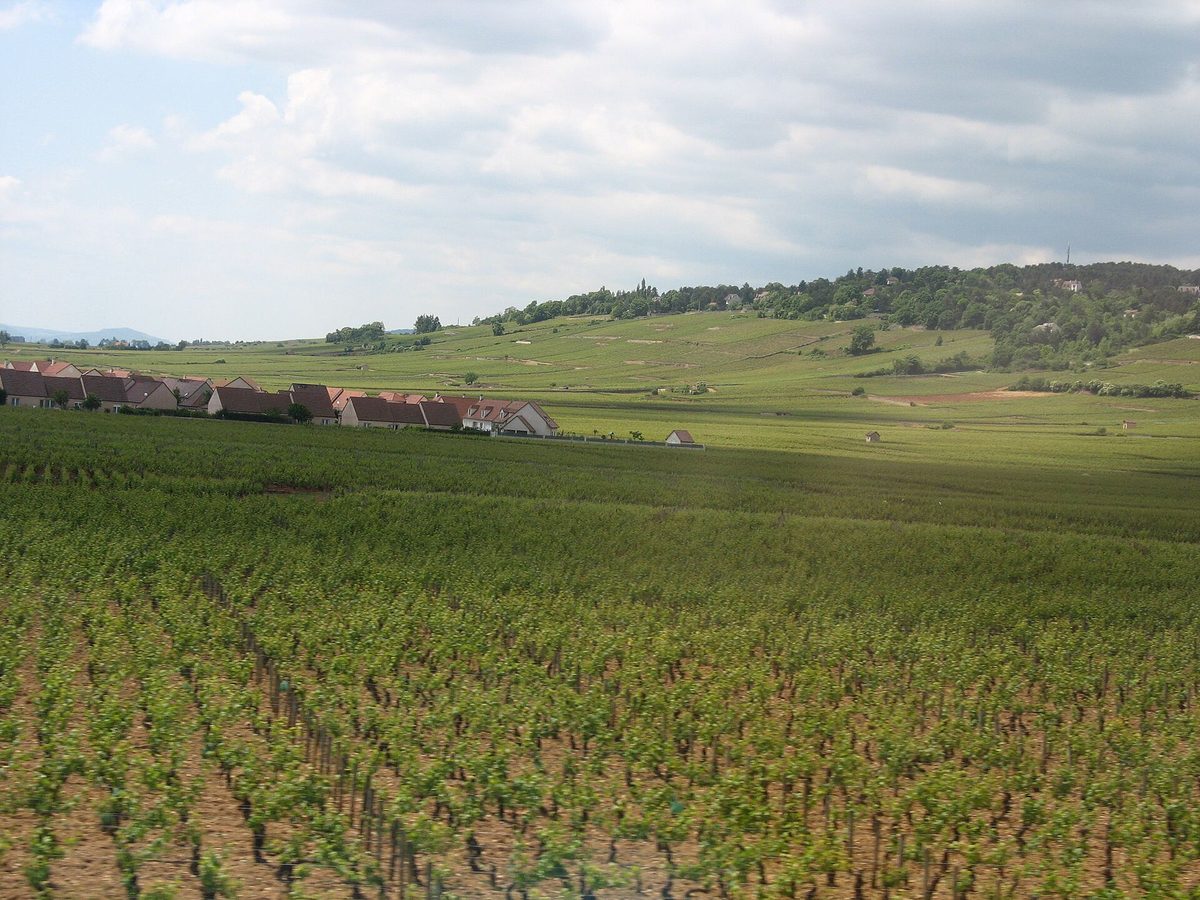 Vineyards in Burgundy's Côte-d'Or.