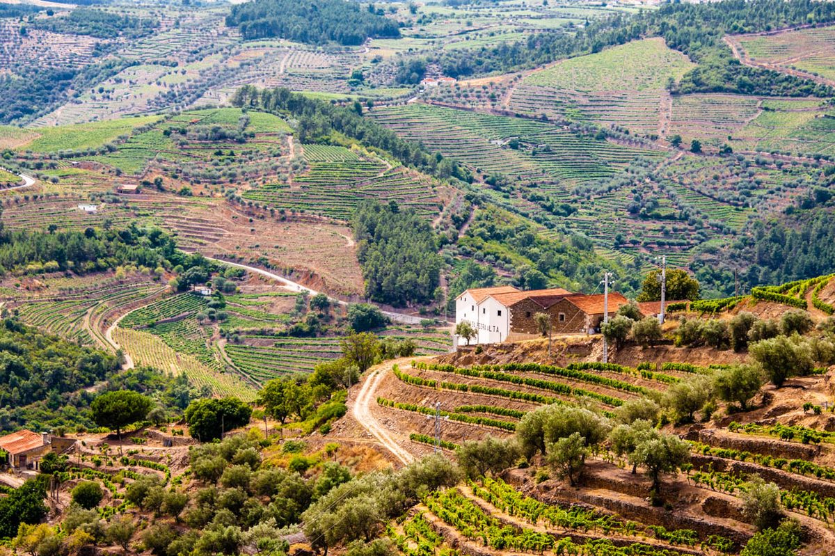 The terraced Douro Valley vineyards.